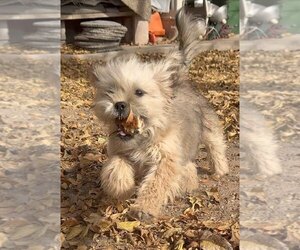 Shiffon Puppy for sale in SAFFORD, AZ, USA
