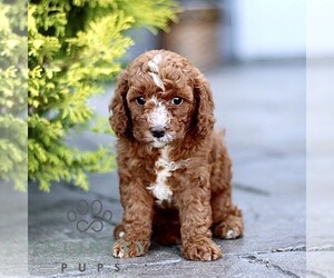 Goldendoodle (Miniature) Puppy for sale in LANCASTER, PA, USA