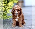 Image preview for Ad Listing. Nickname: Kurly