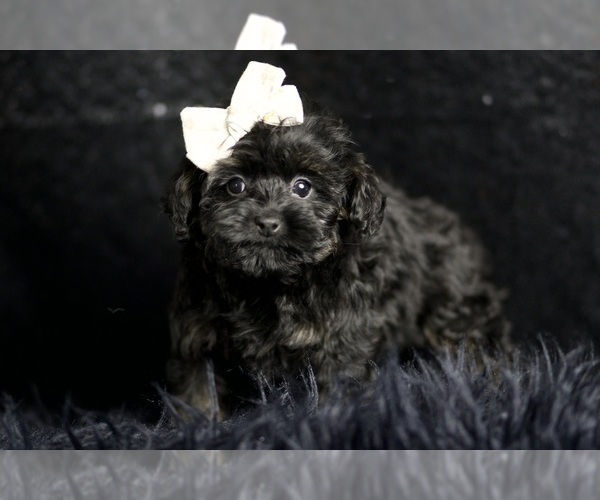 Medium Photo #15 Morkie Puppy For Sale in WARSAW, IN, USA
