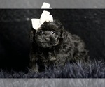 Small Photo #15 Morkie Puppy For Sale in WARSAW, IN, USA