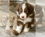 Puppy 2 Miniature American Shepherd