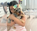 Small Photo #1 Yorkshire Terrier Puppy For Sale in WHITTIER, CA, USA