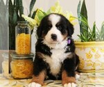 Small #3 Bernese Mountain Dog