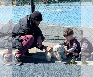 Schnoodle (Giant) Puppy for sale in N RICHMOND, CA, USA