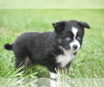 Small #3 Miniature Australian Shepherd