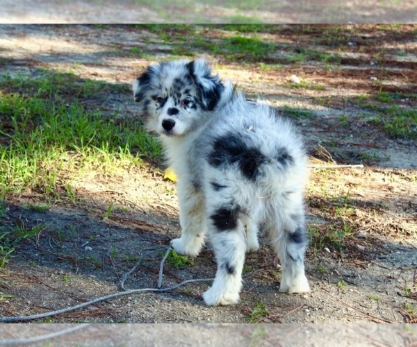 Medium Photo #4 Australian Shepherd Puppy For Sale in ACTON, CA, USA