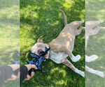 Small #28 American Staffordshire Terrier Mix
