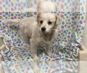 Chihuahua-Unknown Mix Dogs for adoption in Modesto, CA, USA