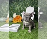 Small Photo #19 French Bulldog Puppy For Sale in LOS ANGELES, CA, USA