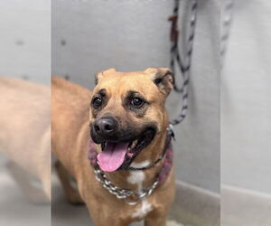 Mutt Dogs for adoption in Las Vegas, NV, USA