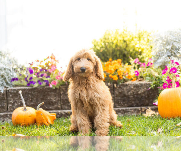 Medium Photo #5 Goldendoodle Puppy For Sale in NAPPANEE, IN, USA