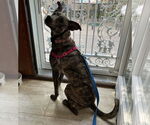 Small #5 Mountain Cur-Whippet Mix