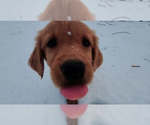 Golden Retriever Puppy for sale in BRANDON, WI, USA