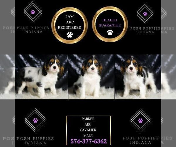Medium Photo #37 Cavalier King Charles Spaniel Puppy For Sale in WARSAW, IN, USA