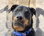 Small #10 Rottweiler