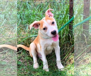 American Pit Bull Terrier-Unknown Mix Dogs for adoption in Calhoun, GA, USA