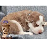 Small Photo #6 Siberian Husky Puppy For Sale in SHERWOOD, OR, USA