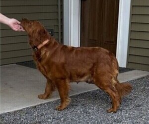Mother of the Golden Retriever puppies born on 08/28/2026