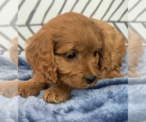 Cavalier King Charles Spaniel-Poodle (Toy) Mix Puppy for sale in EDWARDSBURG, MI, USA
