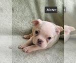 Small Photo #6 Boston Terrier Puppy For Sale in MINERAL WELLS, WV, USA