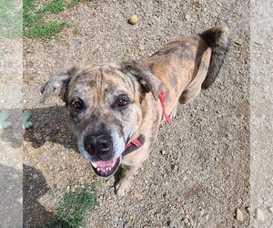 Mastiff-Unknown Mix Dogs for adoption in Woodsfield, OH, USA