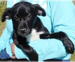 Small Photo #1 Mutt Puppy For Sale in Prattville, AL, USA