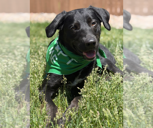 Medium Photo #1 Labrador Retriever-Unknown Mix Puppy For Sale in Lakewood, CO, USA