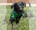 Small Labrador Retriever Mix