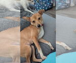 Small #1 Chihuahua Mix