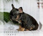 Small #4 French Bulldog
