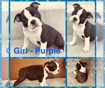 Puppy Girl Purple Boston Terrier