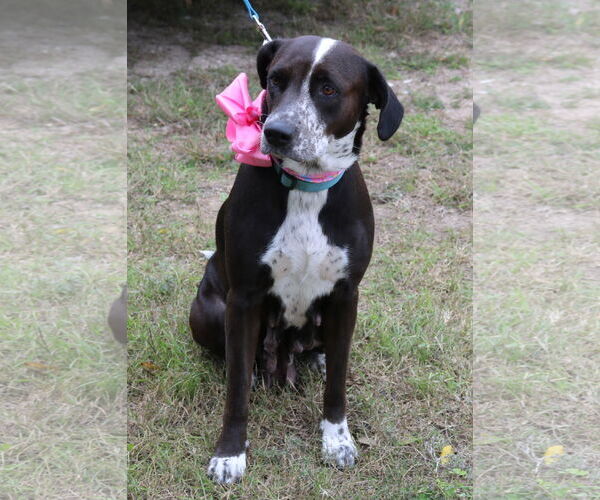 Medium Photo #3 Lab-Pointer Puppy For Sale in Bandera, TX, USA