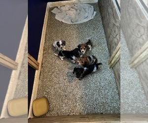 Dachshund Puppy for Sale in LARGO, Florida USA