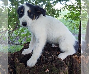 Border Collie-English Shepherd Mix Puppy for sale in FREDERICKSBRG, PA, USA