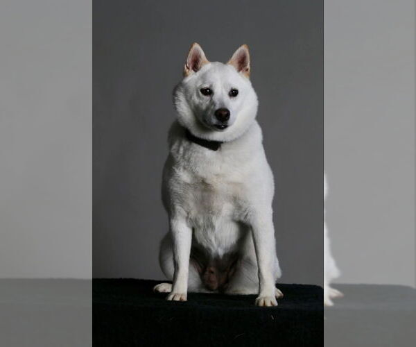 Medium Photo #5 Shiba Inu Puppy For Sale in Mukwonago, WI, USA