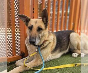 German Shepherd Dog-Unknown Mix Dogs for adoption in Las Vegas, NV, USA