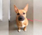 Small American Staffordshire Terrier Mix