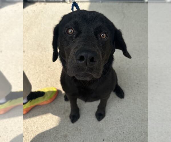 Medium Photo #2 Labrador Retriever-Unknown Mix Puppy For Sale in Evansville, IN, USA