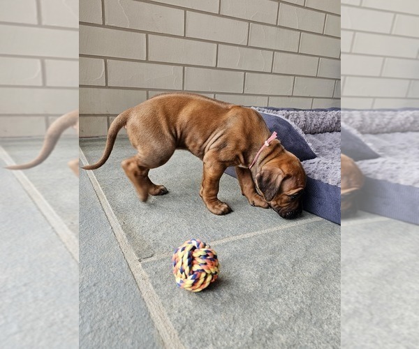 Medium Photo #4 Rhodesian Ridgeback Puppy For Sale in BUMPASS, VA, USA