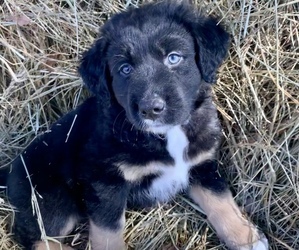 Sheprador Puppy for sale in JACKSON, GA, USA