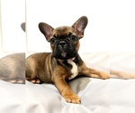 Small Photo #4 French Bulldog Puppy For Sale in LAS VEGAS, NV, USA