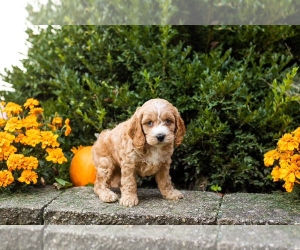 Medium Photo #18 Cocker Spaniel-Poodle (Miniature) Mix Puppy For Sale in NAPPANEE, IN, USA
