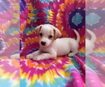 Small #1 Mutt