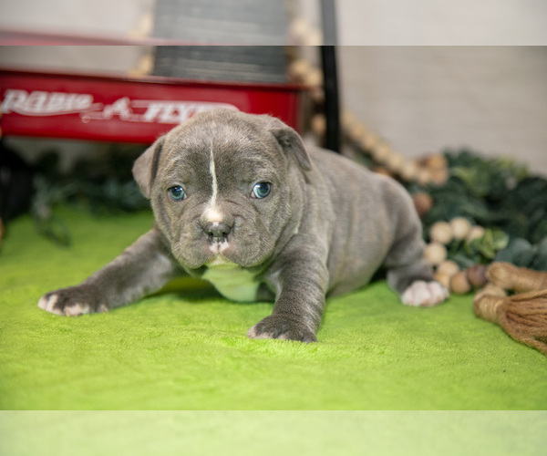 Medium Photo #2 Faux Frenchbo Bulldog Puppy For Sale in FRESNO, OH, USA