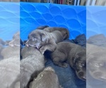 Small #1 Labrador Retriever