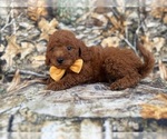 Small Photo #7 Goldendoodle (Miniature) Puppy For Sale in LAKELAND, FL, USA