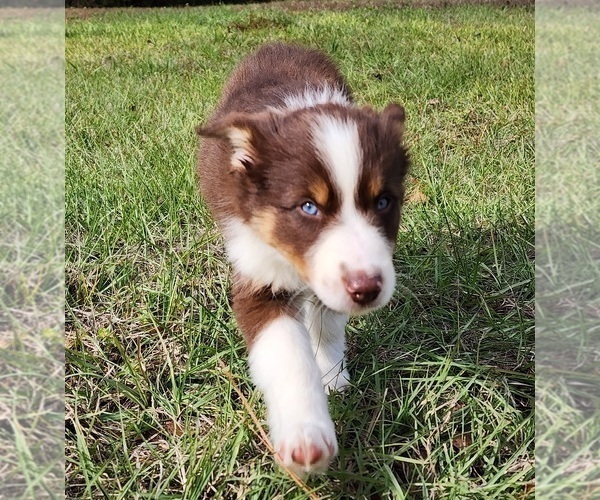 Medium Photo #10 Australian Shepherd Puppy For Sale in MARIANNA, FL, USA