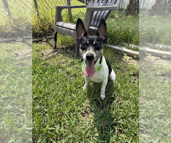 Medium Photo #3 Rat Terrier Puppy For Sale in San Leon, TX, USA