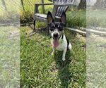 Small #2 Rat Terrier